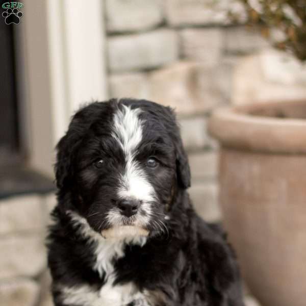 Delta, Bernedoodle Puppy